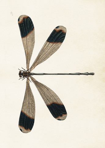 Sköna Ting juliste 50 x 70 cm Dragonfly