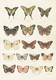 Sköna Ting juliste perhoset 35 x 50 cm