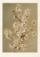 Sköna Ting juliste 35x50 cm Almond Blossom