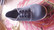 Bleyer 7321 - 244 Dance sneaker, farkku BL 38 -EUR 36,5