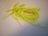 Kengännauhat, Bleyer, Neon keltainen, 60 cm