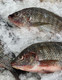 Tilapia Frozen Whole