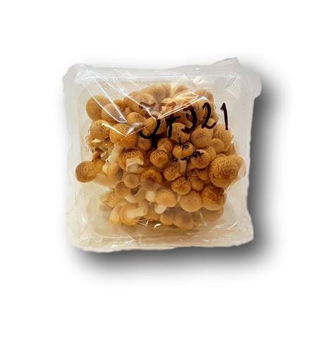 Brown Shimeji Mushroom