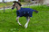 Amigo Foal Rug maitovarsan loimi