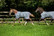 Amigo Foal Rug maitovarsan loimi