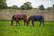 Amigo Foal Rug maitovarsan loimi
