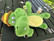 Arnie Alligator Plush (33cm)