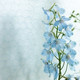 Tapetti 313031 Shanghai Bows Blue, vaaleansininen