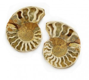 Ammoniitti simpukka fossiili pari 40-50mm