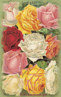 Pakettikortti vintage Ruusukimppu