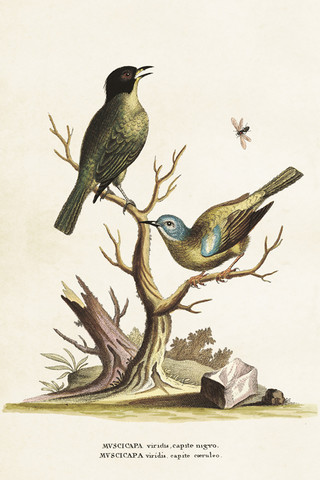 Postikortti vintage Linnut 'Viridis