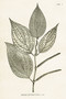 Postikortti vintage Pepper Plant 'Piper rufescens'