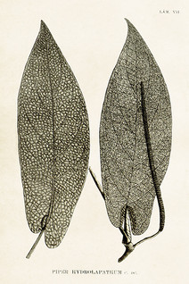 Postikortti vintage Pepper Plant 'Piper hydrolapathum'