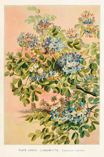 Postikortti vintage Lignum Guaiacum sanctum
