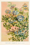 Postikortti vintage Lignum Guaiacum sanctum
