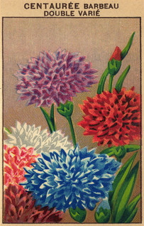 Pakettikortti vintage Neilikka