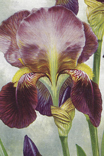 Postikortti vintage Orkidea