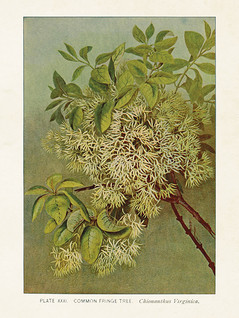 Postikortti vintage Chionanthus Virginica