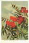 Postikortti vintage Sorbus americana