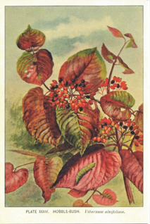Postikortti vintage Viburnum alnifolium