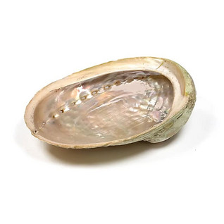 'Merikorva' Abalone simpukankuori 'Giant Haliotis' 18-21cm