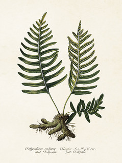 Juliste vintage 'Saniainen Polypodium vulgare' 18*24cm