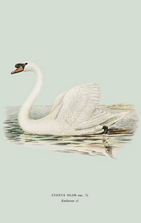 Pakettikortti vintage 'Joutsen 2'