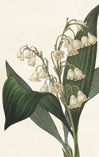 Pakettikortti vintage 'Kielo'