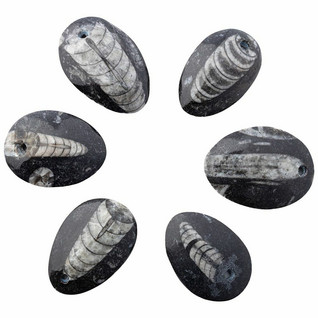 Riipus Orthocera 'Oval' fossiili 30-40mm
