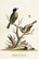 Postikortti vintage Linnut 'Viridis