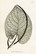 Postikortti vintage Pepper Plant 'Piper umbraculum'