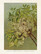 Postikortti vintage Chionanthus Virginica