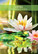 Messages from the Spirits of Nature Oracle by Steven D. Farmer