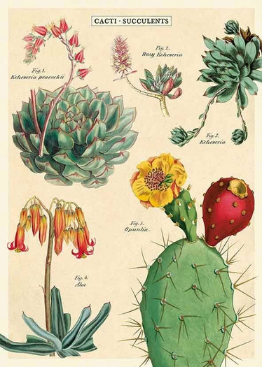 Juliste Cavallini - Cacti & Succulents