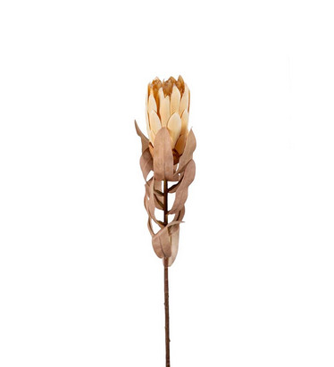 Protea 50cm