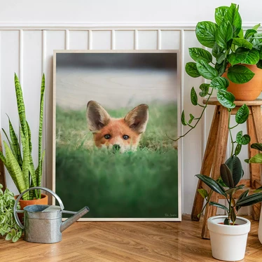 Riku Norakari - Fox 30x40