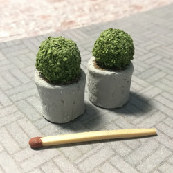 Miniatyyri Kasvi - Puksipuut betoniruukussa 2 kpl / pkk