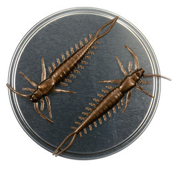 Arthropod 65mm 6kpl väri: Ruskea