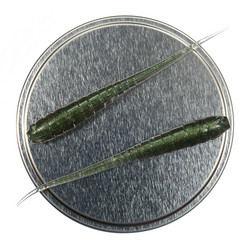 Annelida 77mm 5kpl väri: Smaragdi