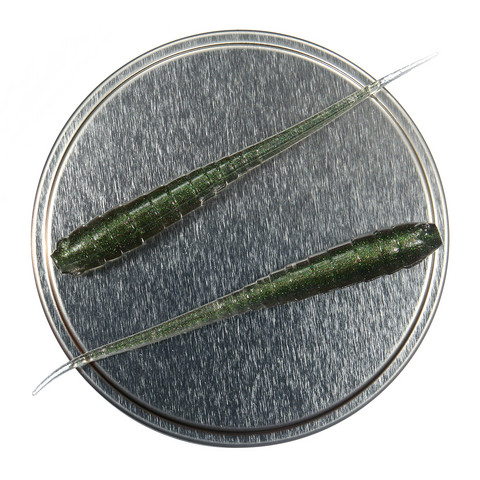 Annelida 77mm 5kpl väri: Smaragdi