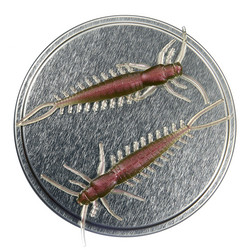 Arthropod 65mm 6kpl väri: Kameleontti