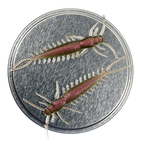 Arthropod 65mm 6kpl väri: Kameleontti