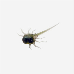 Greenhead 3,2cm 6kpl