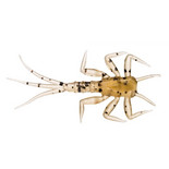Lil’ Creature Mayfly Perch