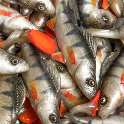 #35 Angry Perch Red Tail 19,5cm 65g