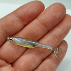 #40 Salakka Lapiopyrstö 5cm 1kpl (ZSN)