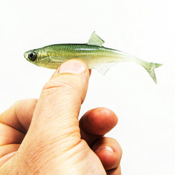 #69 ANGRY Bleak F-Tail 10cm 1kpl väri:WGY