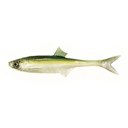 #75 ANGRY Bleak F-Tail 15cm 1kpl väri:WGY