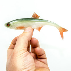 #76 ANGRY Bleak F-Tail 15cm 1kpl väri:NOO