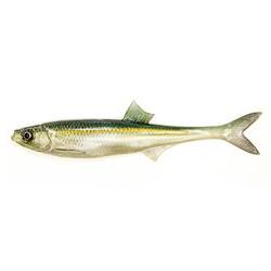 #78 ANGRY Bleak F-Tail 17cm 1kpl väri:WGY
